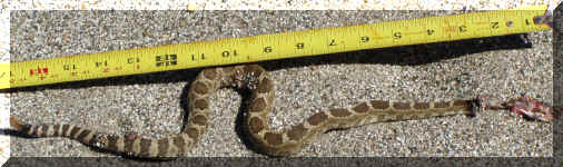 Rattler.jpg (725976 bytes)